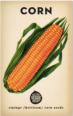 Corn 'sweet' Heirloom Seeds